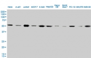 H00007277-M01 - alpha Tubulin / TUBA4A / TUBA1