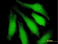 H00007318-B01P - UBA7 / UBE1L
