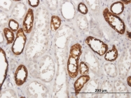 H00007369-B01P - Uromodulin (UMOD)