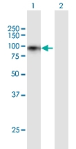 H00007465-B01P - WEE1 / Wee1-like protein kinase