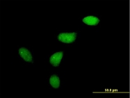 H00007465-B01P - WEE1 / Wee1-like protein kinase