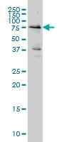 H00007465-M01A - WEE1 / Wee1-like protein kinase