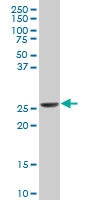 H00007533-A01 - 14-3-3 protein eta
