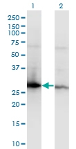 H00007534-M04 - 14-3-3 protein zeta/delta