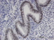 H00007572-M01 - ZNF24