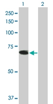 H00007726-B01P - TRIM26 / RNF95