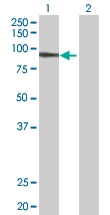 H00007812-B01 - UNR protein / CSDE1