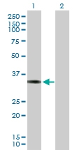 H00008061-B02P - Fos-related antigen 1