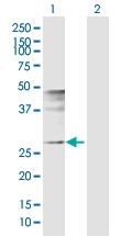 H00008061-D01P - Fos-related antigen 1