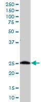 H00008209-A01 - ES1 protein homolog