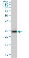 H00008209-M01 - ES1 protein homolog