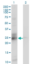 H00008209-M01 - ES1 protein homolog