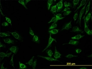 H00008209-M01 - ES1 protein homolog