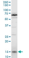 H00008351-A01 - Histone H3.1