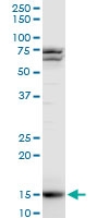 H00008351-A01 - Histone H3.1