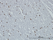 H00008351-M01 - Histone H3.1