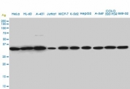H00008464-M01A - SUPT3H / SPT3