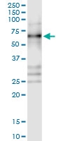 H00008531-D01 - DNA-binding protein A