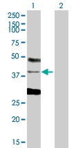 H00008531-D01P - DNA-binding protein A