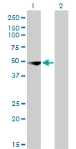 H00008531-M02 - DNA-binding protein A