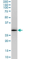 H00008601-M04 - RGS20