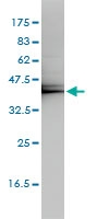 H00008609-M01 - KLF7