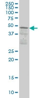 H00008631-M02 - SCAP1 / SKAP55