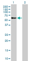 H00008726-B01P - Polycomb protein EED