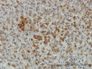 H00008804-M01 - CREG1