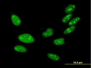 H00008971-B01P - Histone H1x / H1FX