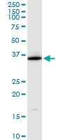 H00009130-A01 - FAM50A