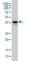 H00009130-M02 - FAM50A