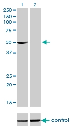 H00009260-M01 - PDLIM7