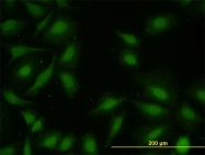 H00009261-M01 - MAPKAP Kinase-2