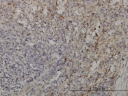H00009402-M01 - GRAP2