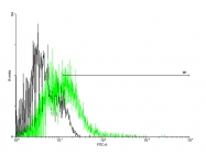 H00009429-B01P - CD338 / ABCG2 / BCRP1