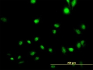 H00009586-B01P - CREB5