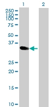 H00009587-B01P - MAD2L1-binding protein