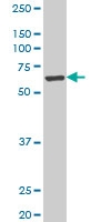 H00009815-A02 - GIT2