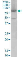 H00009927-M01 - Mitofusin-2