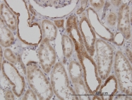 H00009927-M01 - Mitofusin-2