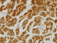 H00009927-M03 - Mitofusin-2