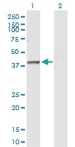 H00009941-D01P - Nuclease EXOG