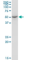 H00009941-M02 - Nuclease EXOG