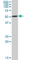 H00009941-M02 - Nuclease EXOG