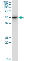 H00009941-M02 - Nuclease EXOG