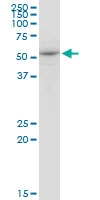 H00009941-M02 - Nuclease EXOG