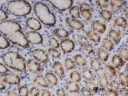 H00009941-M02 - Nuclease EXOG