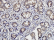 H00009943-M19 - OXSR1 / OSR1