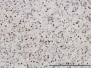 H00010055-M01 - SAE1 / AOS1
